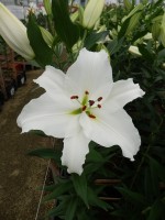 [5288 Signum VOF No01.JPG]